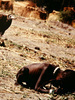 La muerte de Kevin Carter